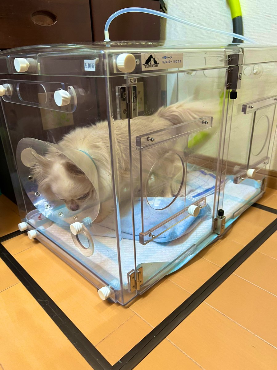 入院して退院後に酸素室レンタル
肺炎良くなってきて良かった💦
#チワワ