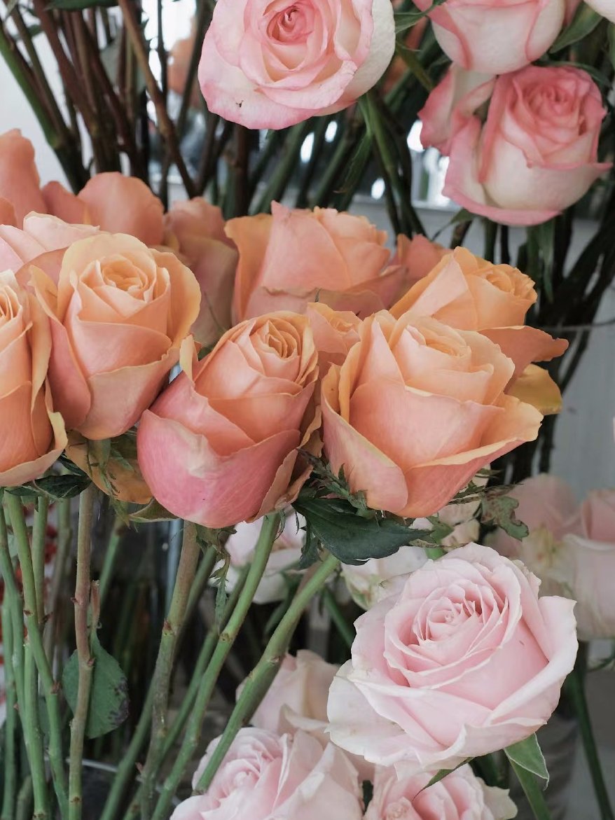 swhnetwork's tweet image. 盛开