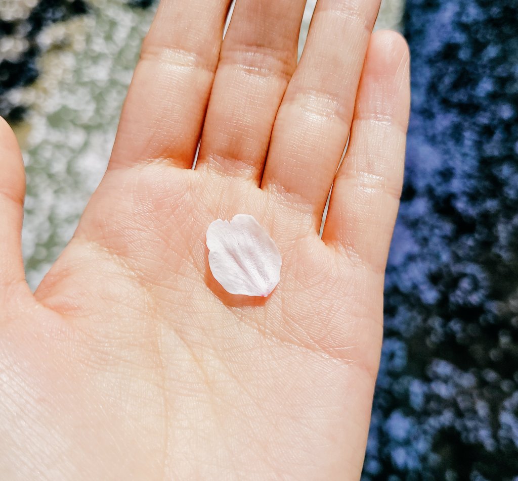 벚꽃을 잡으면 사랑이 이루어진다던데~🌸