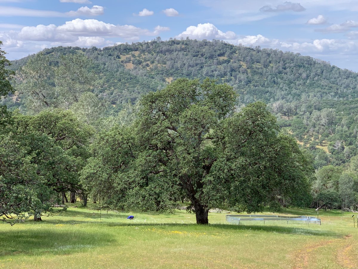 Loralee Larios (@loraleelarios) on Twitter photo Super excited to share this work and grateful to squeeze in another fun field season at this great study site <a href="/UCRECSierra/">Sierra Foothill Research and Extension Center</a> <a href="/UCRCNAS/">UC Riverside CNAS</a> Super excited to share this work and grateful to squeeze in another fun field season at this great study site <a href="/UCRECSierra/">Sierra Foothill Research and Extension Center</a> <a href="/UCRCNAS/">UC Riverside CNAS</a>