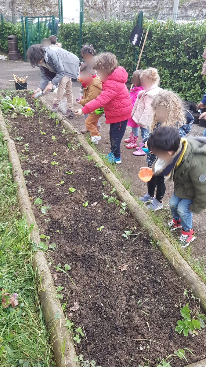 fortspourdemain's tweet photo. 🌱  Atelier de Printemps  🌱
Les mains dans la terre pour les Grandes Sections (GS) de maternelles, devant l'entrée de l'école :
- Désherbage d'une planche et sauvetage de fraisiers
- Repiquage des fraisiers
- Semis de légumes

Dans 2 mois, de la planche à l'assiette...
Miamm 😋 https://t.co/fVu6bQPBsi