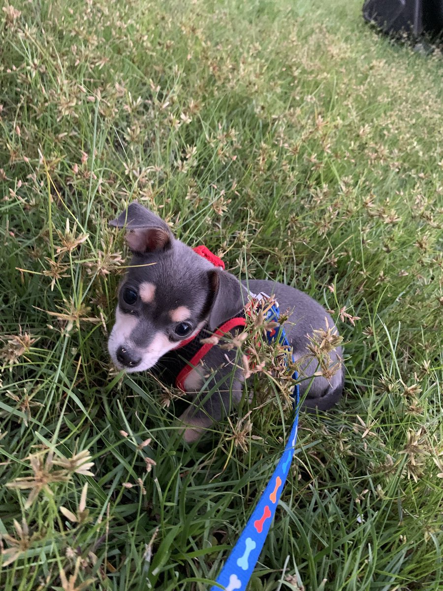 Víctor Ramón tweet media