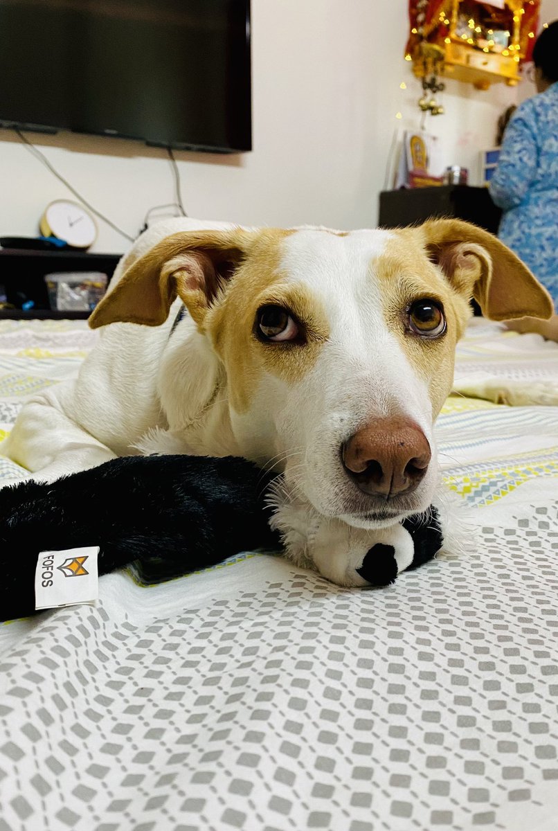parikabhatli's tweet image. It’s been six years since we adopted her ❤️ #mysupportsystem #myconstant #DogsofTwittter #DogMom #life