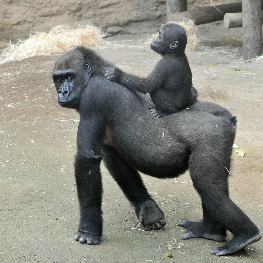 ZooRostock's tweet photo. Alles Gute zum Geburtstag, Zola! 🥳🥳🥳 Die Gorillamama kam heute vor 14 Jahren im Zoo Leipzig zur Welt.
#gorilla #geburtstag #birthday #birthdayparty #darwineum #ape #holiday #weekend #easter
Foto: Zoo Rostock / Kloock https://t.co/8XTJLEot3E https://t.co/aZrwDA8bTN