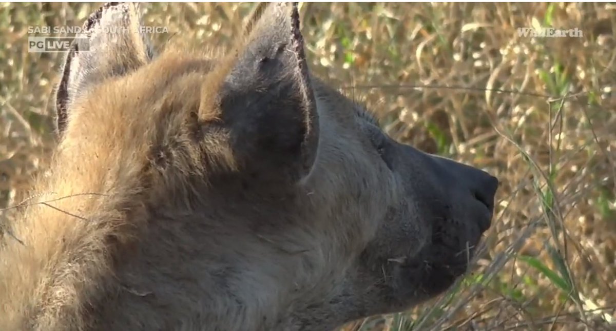Meaghan_Edwards's tweet photo. spots and rosettes! @WildEarth #WildEarth #biodiversity #biodiversityandyou #Xidulu #Ntima #Langa https://t.co/BF63IFZx9M