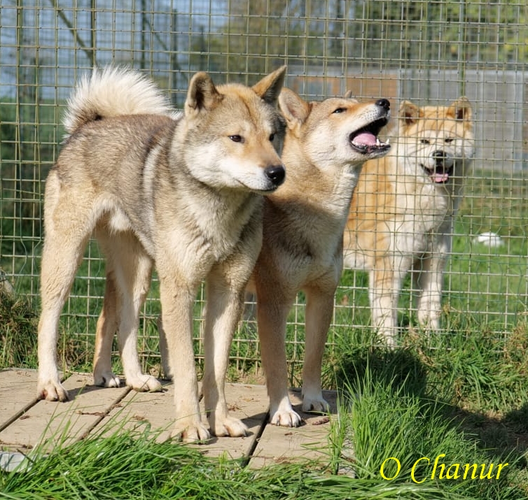 四国犬 Twitter Search Twitter