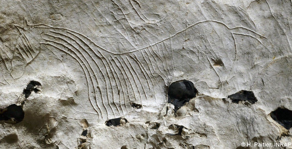 PreGraphity's tweet photo. Good morning! In this #FridayPaleoart we are going to travel to the northwest coast of France to see a cave that containing the horses known as "swan neck" horses 🐴🦢
- Cave: #Gouy
- Location: Seine-Maritime, France
- Motif: Horses
- Chronology: #Azilian https://t.co/ZYjEcfu9an