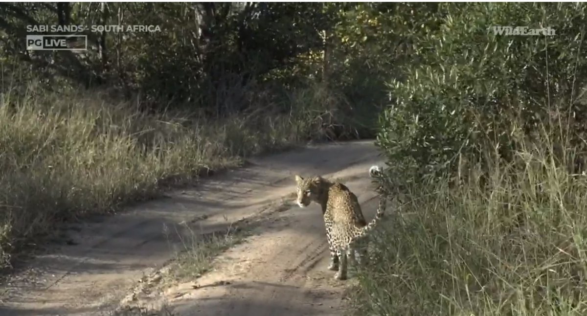 Meaghan_Edwards's tweet photo. spots and rosettes! @WildEarth #WildEarth #biodiversity #biodiversityandyou #Xidulu #Ntima #Langa https://t.co/BF63IFZx9M