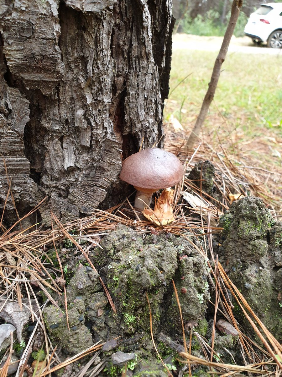VioletaAleksos1's tweet photo. Slippery Jack and Saffron mushroom picking on Good Friday! Covered in mud, fighting mozzie but alot of fun.
I never knew mushroom picking was a thing in Australia. Did you? https://t.co/bc6LoLrZ1S