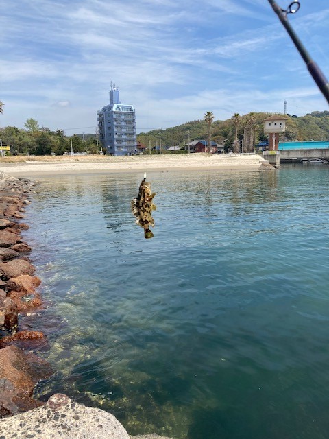 uboat717's tweet photo. 昨日はスズキツインで知多内���に釣行
釣果はタケノコメバル一匹だけだったけど、良い天気で気持ち良い一日でした。
#ツイン　#釣り　#内海 https://t.co/CeiuGDzQuo