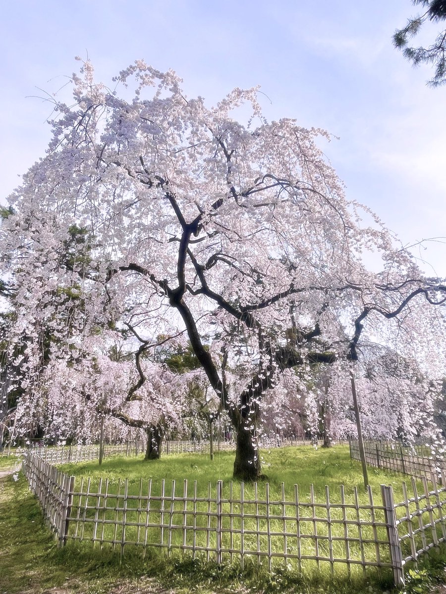 chitaka45's tweet photo. 京都御苑　枝垂れ桜

Kyoto imperial palace 
#fctokyo #kyotoimperialpalace #cherryblossom #京都御苑　#そうだ京都行こう https://t.co/J4yUvCoRLV
