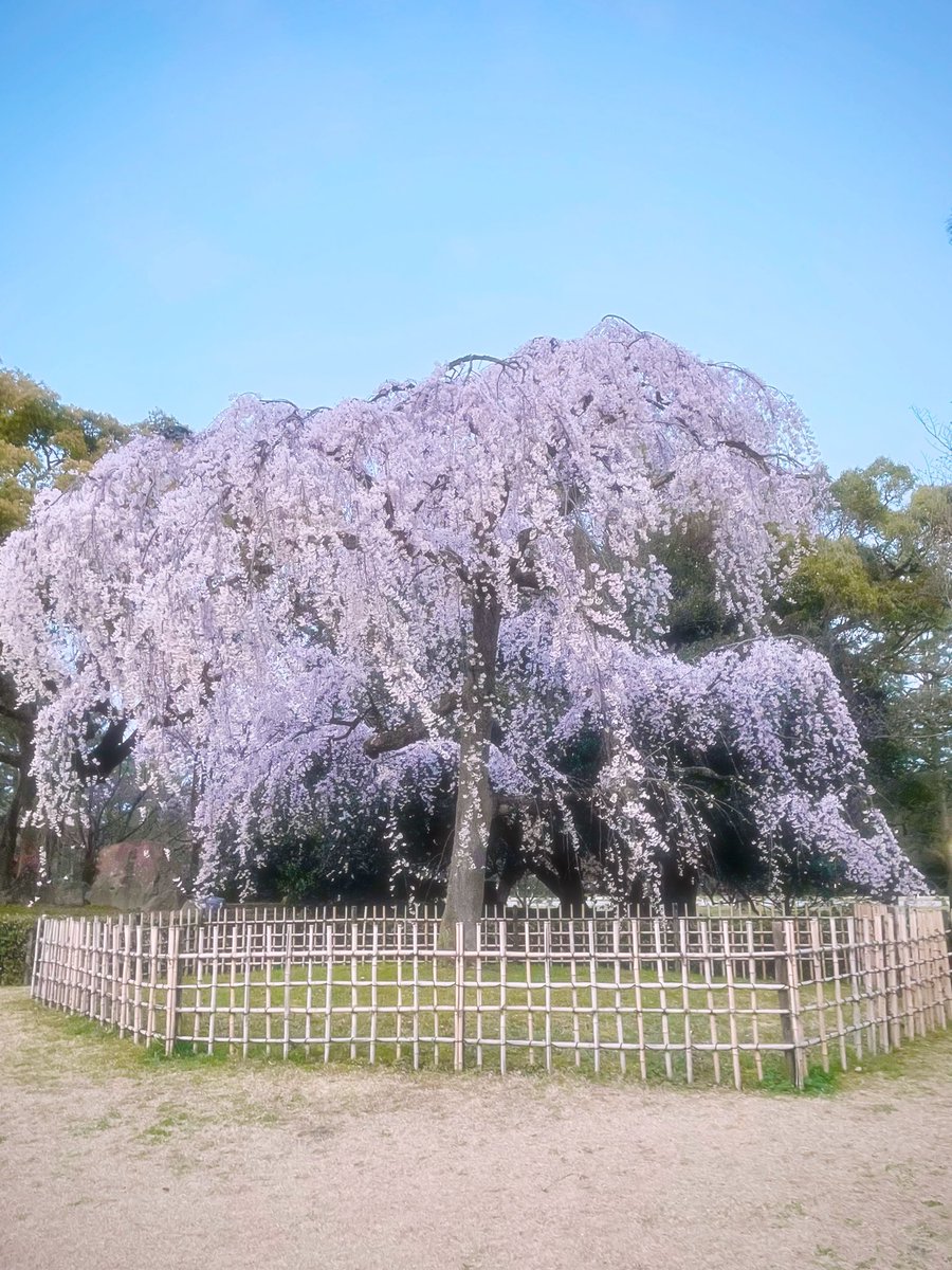 chitaka45's tweet photo. 京都御苑　枝垂れ桜

Kyoto imperial palace 
#fctokyo #kyotoimperialpalace #cherryblossom #京都御苑　#そうだ京都行こう https://t.co/J4yUvCoRLV