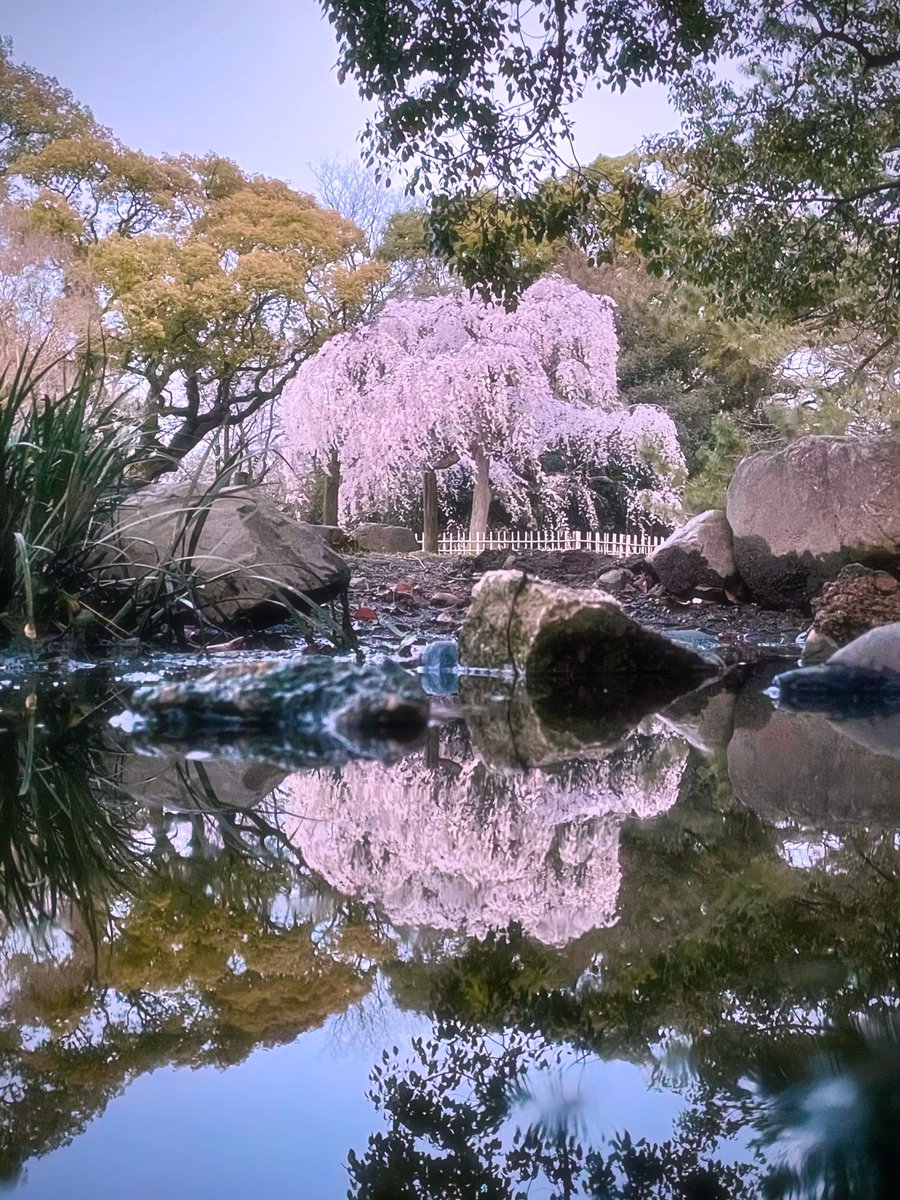 chitaka45's tweet photo. 京都御苑　枝垂れ桜

Kyoto imperial palace 
#fctokyo #kyotoimperialpalace #cherryblossom #京都御苑　#そうだ京都行こう https://t.co/J4yUvCoRLV