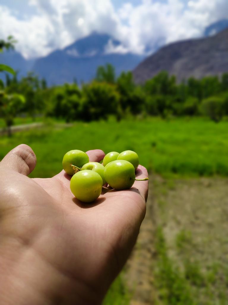 mhunzai20's tweet photo. Gindaruuuu ♥️
#GilgitBaltistan https://t.co/pa0wfvELNG