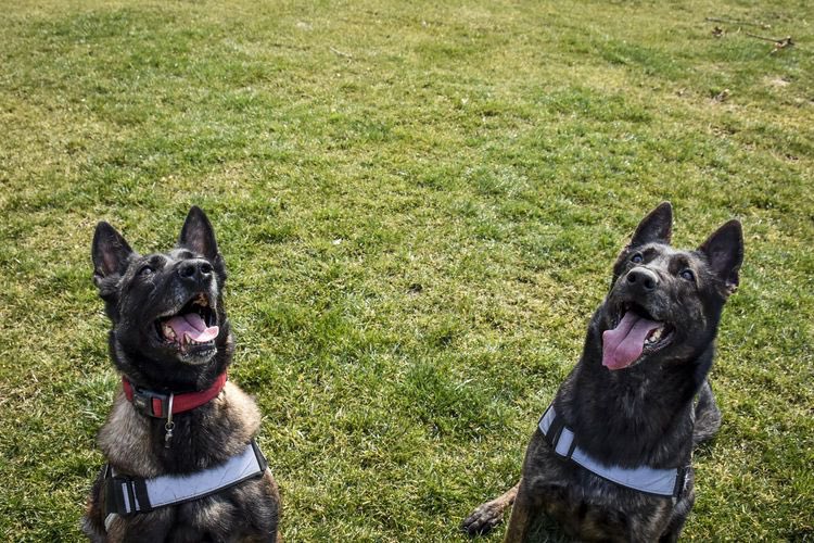 En büyük yardımcılarımız “hassas burunlar”

🐶👮🏻‍♂️🚨

📍İstanbul