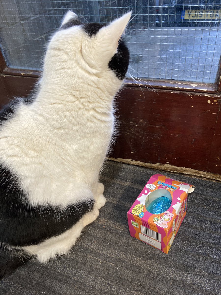 stationmoggy's tweet photo. Happy Easter ๐ฅ ๐ฅ
Easter Bunny ๐ been .. who knew you could get catnip eggs ๐๐น๐พ๐โโฌ๐๐
@Nikkiwarrenuk https://t.co/ewlzESsRmj