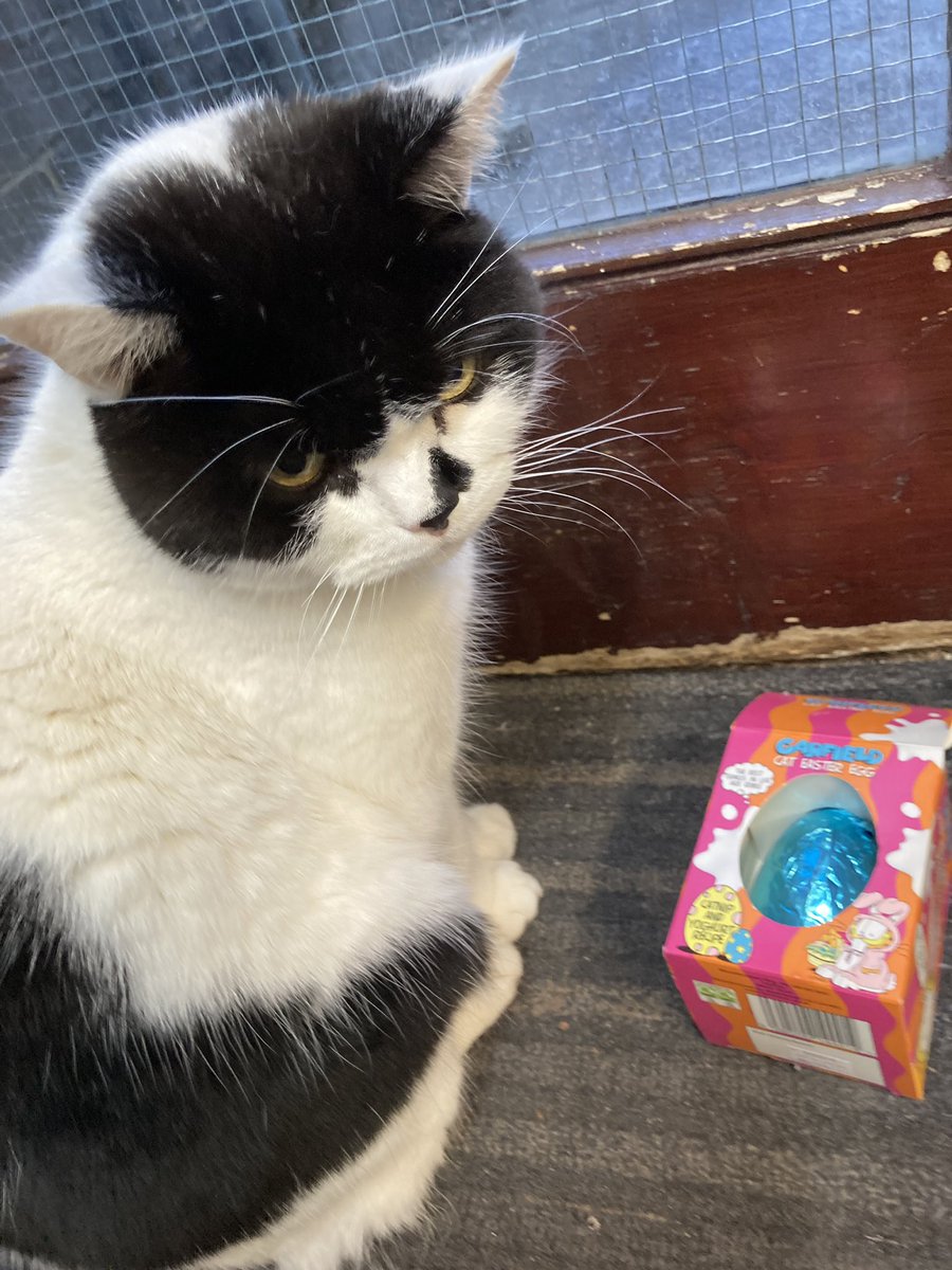 stationmoggy's tweet photo. Happy Easter ๐ฅ ๐ฅ
Easter Bunny ๐ been .. who knew you could get catnip eggs ๐๐น๐พ๐โโฌ๐๐
@Nikkiwarrenuk https://t.co/ewlzESsRmj