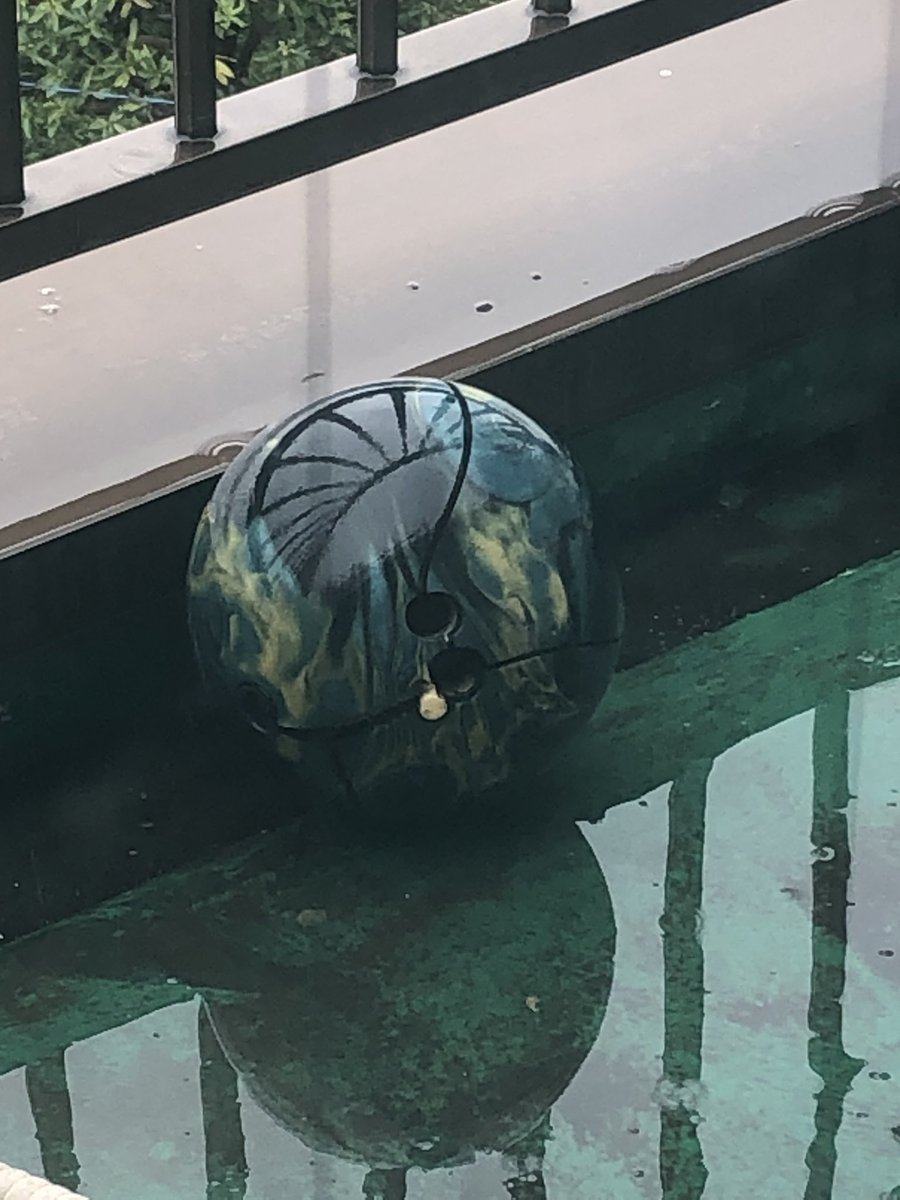 incoranger's tweet photo. 実家に経年劣化で粉砕させる計画のボーリングの球あったから褒めちぎってきた https://t.co/FeEqeV5NcF