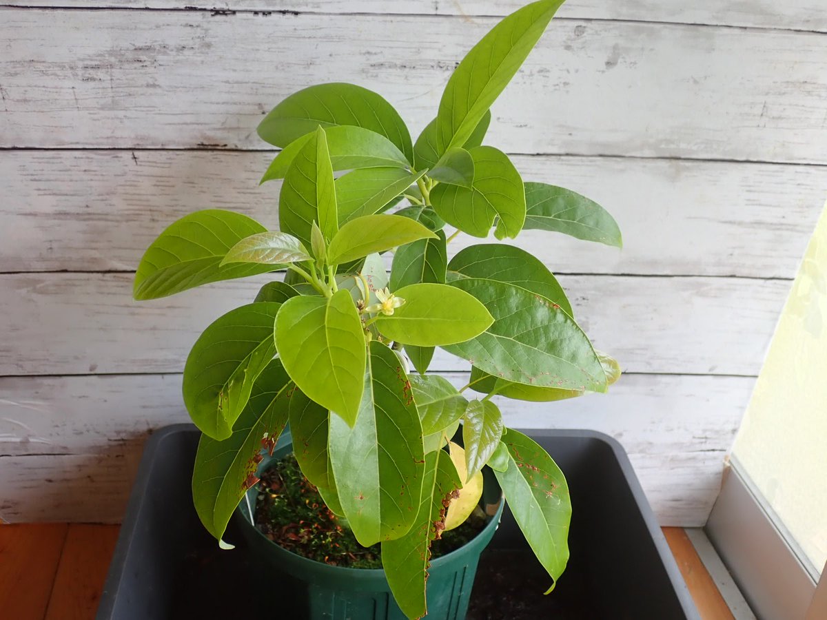 イチジク 苗木 Creme de Mango