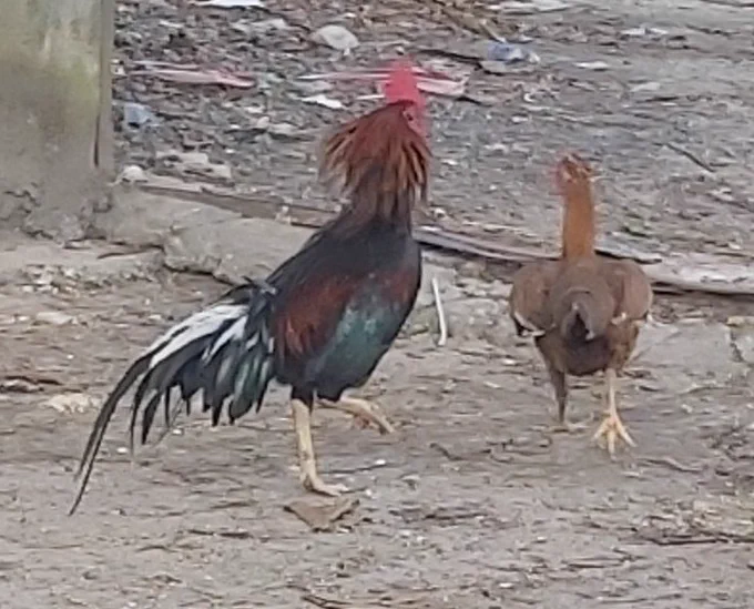 chimckn 