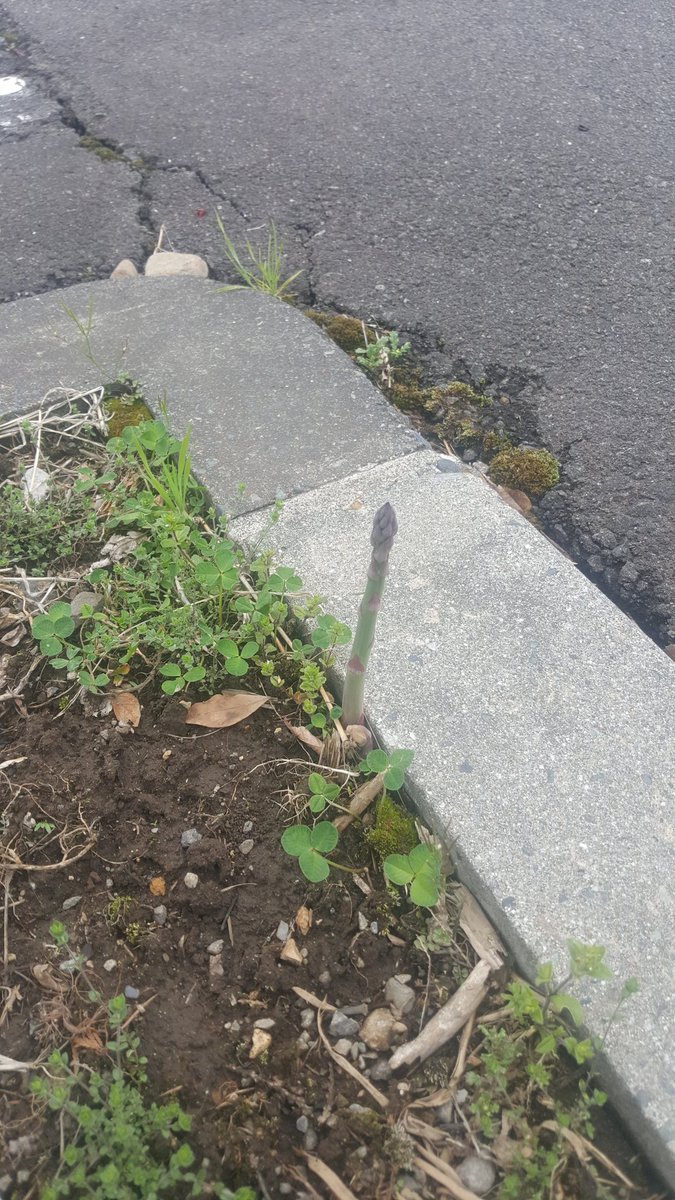 mechanical_char's tweet photo. 道端にアスパラ生えてたんですけど？？？ https://t.co/D2qJyI4TeQ