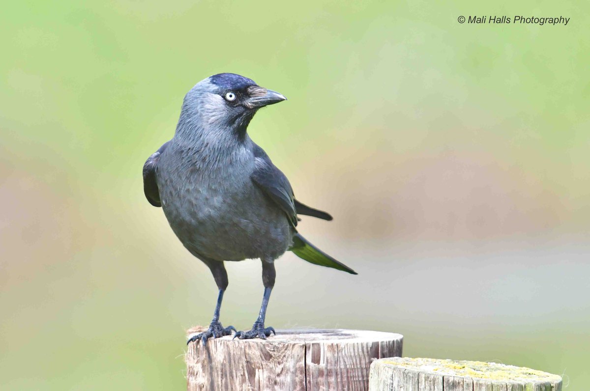 MaliHalls's tweet image. #Jackdaw...#Morning #Tweeps, I hope your #day is #good.

#Nature #Photography #wildlife #birds #TwitterNatureCommunity #birding  #NaturePhotography #birdphotography #WildlifePhotography #Nikon #Sigma