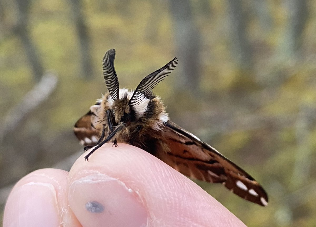 There is no better way to start the day than with a male Kentish Glory in the garden trap! Crathie, Cairngorms #CairngormsNationalPark #TeamMoth #MothsMatter