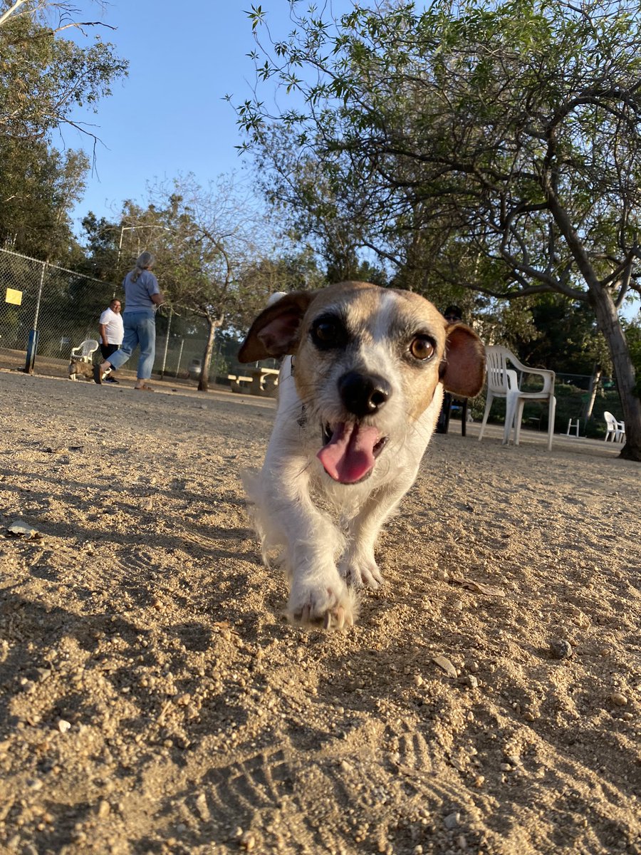 LaneyaArvizu's tweet photo. My darling boy, you make me so happy 💛🐶
.
.
.
#mypup #puppylove #dogpark #dog #mutt #terrier #happyboy #mylove #pip #myboy #iloveyou #californiadog https://t.co/lhf0Y9quDD