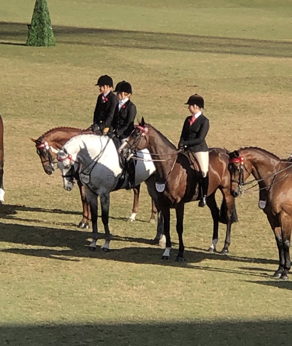 thefifi's tweet photo. From a very strong field of 47 Thoroughbred geldings in The Pope Cup at Sydney Royal Show Able Fun made the finals 🙌🙌 In his first season as a show horse I could not be any happier with him ❤️
#ablefun #offthetrack #lifeafterracing #chriswallerracing https://t.co/XDIWtNvIa8