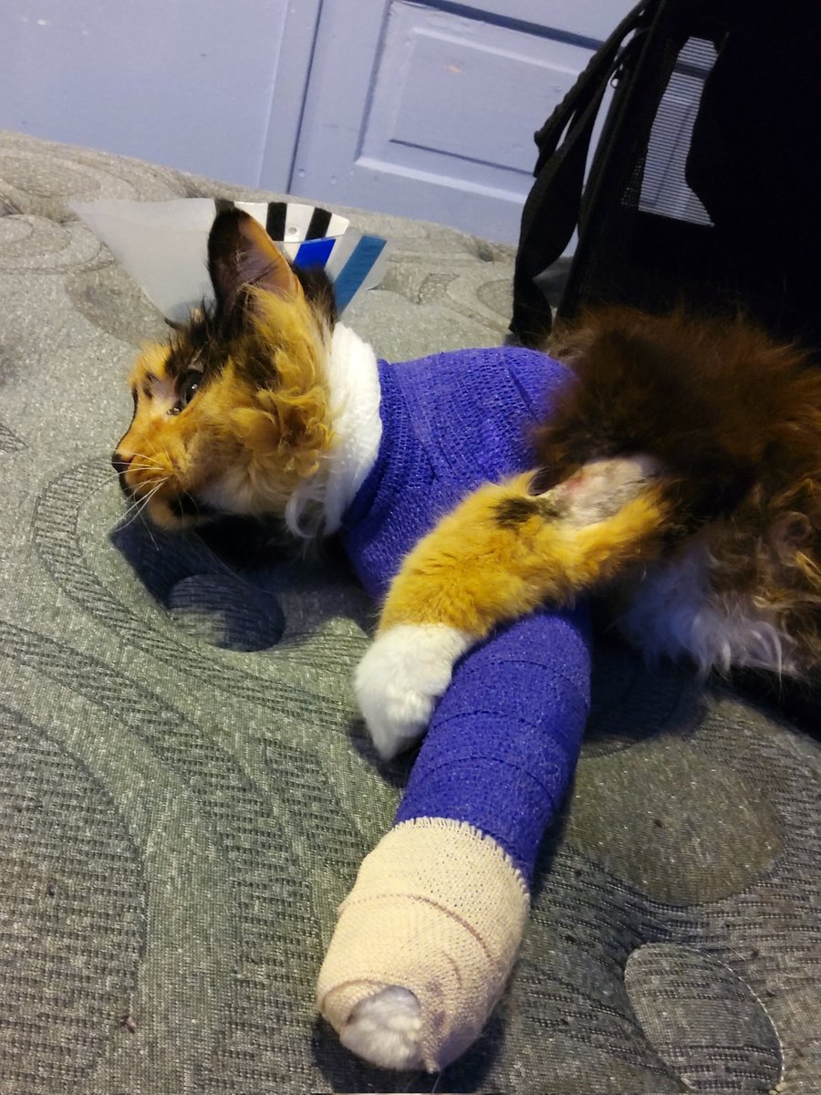 xCosmicFallen's tweet photo. UPDATE: luna's arm is fractured, but she seems to be doing well considering, so i'm hopeful for her recovery!

thanks to everyone who has shared and supported so far! im disabled and unable to work, so this really isn't something i could do on my own. my baby and i thank you! ❤ https://t.co/F9NkuxR1Sx
