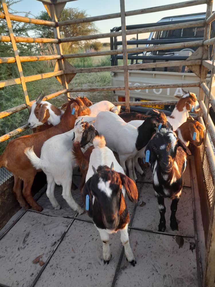 JUusiku1's tweet image. Start small. Farming is the future 🤟🏾