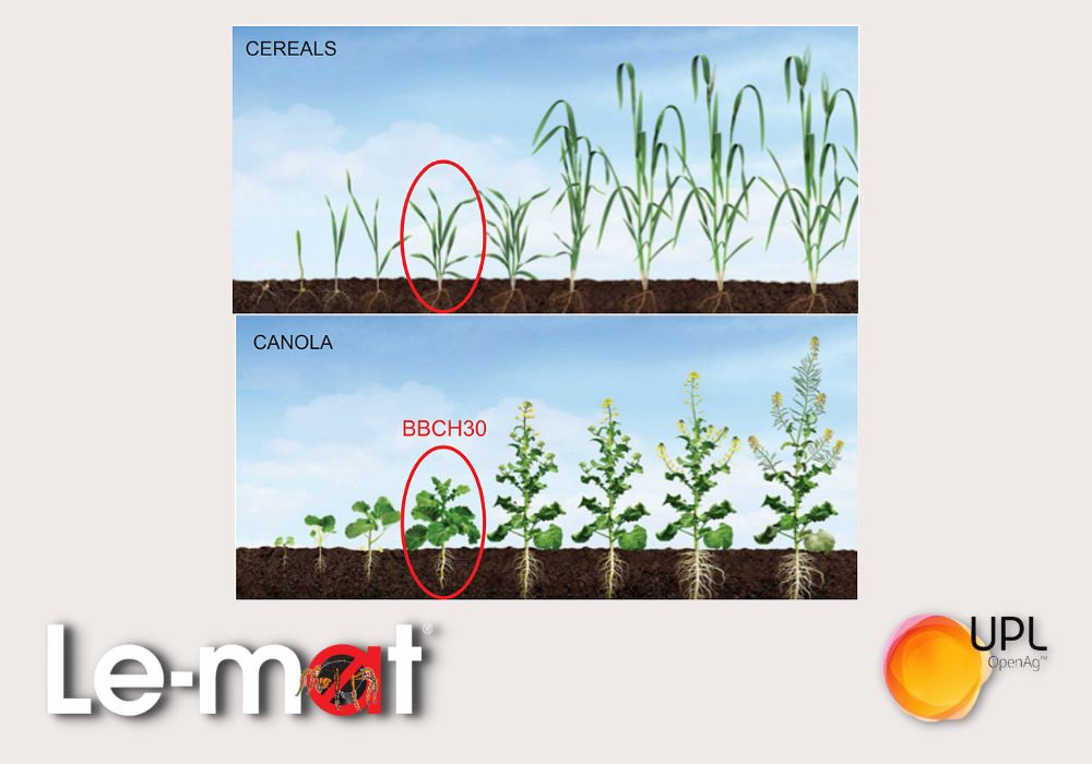 UPLAUSLtd's tweet image. Le-mat® offers #growers versatility as the ONLY #omethoate formulation registered for use as a foliar spray. Still, there are some restrictions🙅 This is why monitoring pests is vital in the early stages of #cropdevelopment!
More info 👉 bit.ly/3DzmgZY #UPL #OpenAg