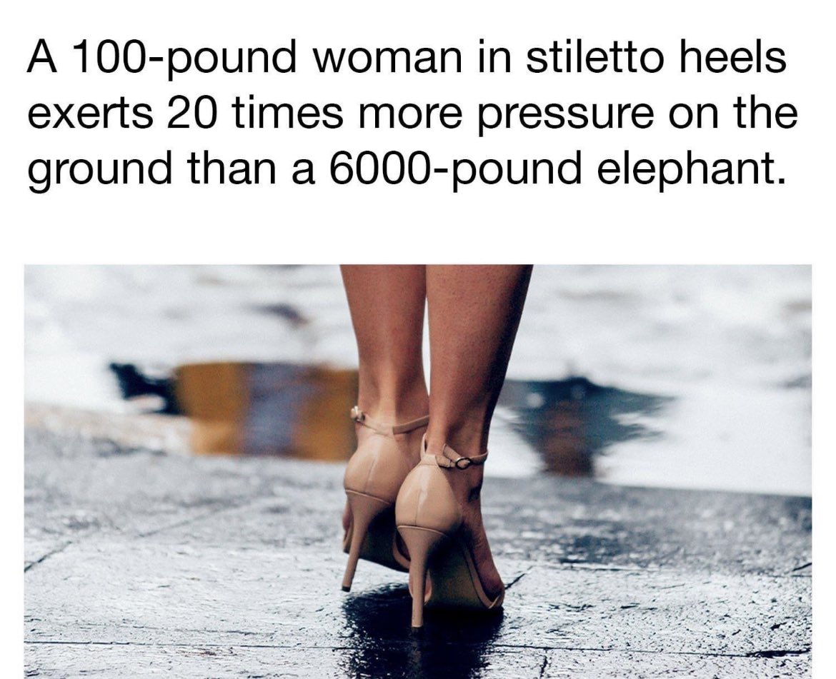 aspergerlife459's tweet photo. This is what #teachers should teach us in #school … Life saving information; 💡‼️💡 NEVER EVER argue with a woman in HEELS‼️ #lifecoaching #awareness #selfdevelopment #personalgrowth #coaching #mindpower #elephants ; #ASP459 #chrisstyles19 #aspergers #aspergerlife459 #Wisdom https://t.co/dfS79IyXdH