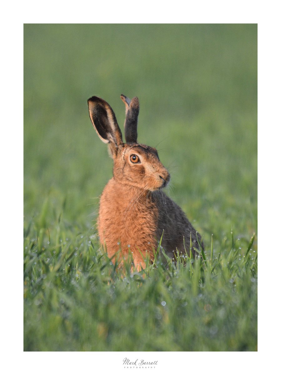 Mark Barratt (@sparkymarkymb) on Twitter photo Morning all, hope everyone have a good weekend. My 2 hour wait in a hedge bottom this morning was rewarded with these, if you've had a better start I'd really like to see it.🙂🙂
#Hare #TwitterNatureCommunity #farmwildlife <a href="/Mammal_Society/">Mammal Society</a> #BBCWildlifePOTD Morning all, hope everyone have a good weekend. My 2 hour wait in a hedge bottom this morning was rewarded with these, if you've had a better start I'd really like to see it.🙂🙂
#Hare #TwitterNatureCommunity #farmwildlife <a href="/Mammal_Society/">Mammal Society</a> #BBCWildlifePOTD