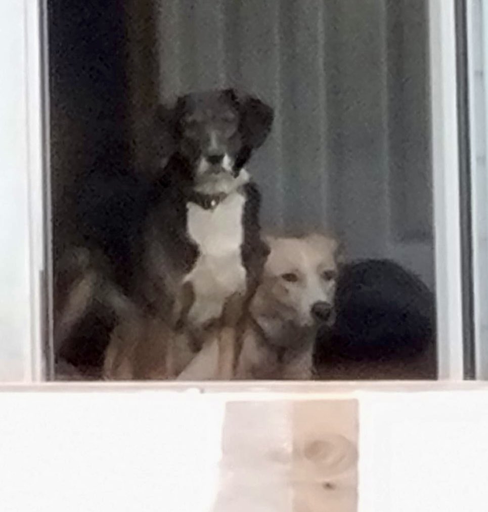 Dogs4Rescue's tweet photo. Well our day is already made. When Em got up early this morning she saw Saraphina up off the sofa in the ferals’ caravan 🥳 She’s been so shut down since arriving, this is such a wonderful sight. By her side is new friend Lily 🥰 
#dogsoftwitter 
#kennelfree #packrehabilitation https://t.co/wWSOanWR3T