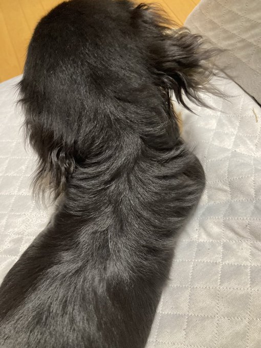 変な癖毛になってるドッグ 