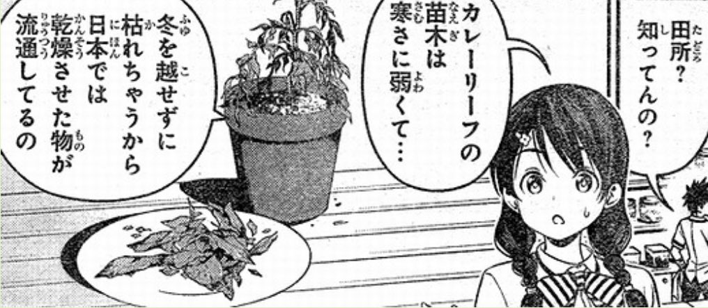 食戟のソーマで出てくるカレーリーフ の木🪴 育て方のコツを掴めた様で