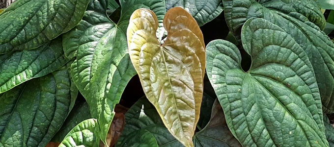 hargatarif's tweet photo. Info Harga Anthurium #Sirih di Pasaran - https://t.co/2CHGK8wmyU
#Budidaya #Daun #Hijau #Karakteristik #Merawat #Pestisida #Pupuk #TanamanHias https://t.co/5agiapQkXz