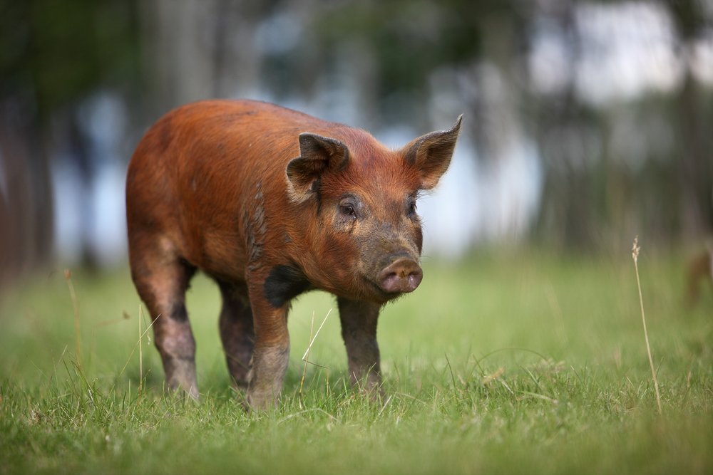 Good morning, farmers. Which of these four pig breeds do you have on your farm? What makes it unique? Which one would you recommend for someone new to pig farming?
1. Large white pig 
2. Landrace pig
3. Pietrain pig
4. Duroc pig