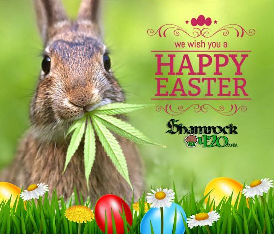 SHAMROCK420CPT's tweet photo. Happy Easter from https://t.co/7VeGpkUYfA

https://t.co/GH4zSMqq67 https://t.co/haKs7fGldC