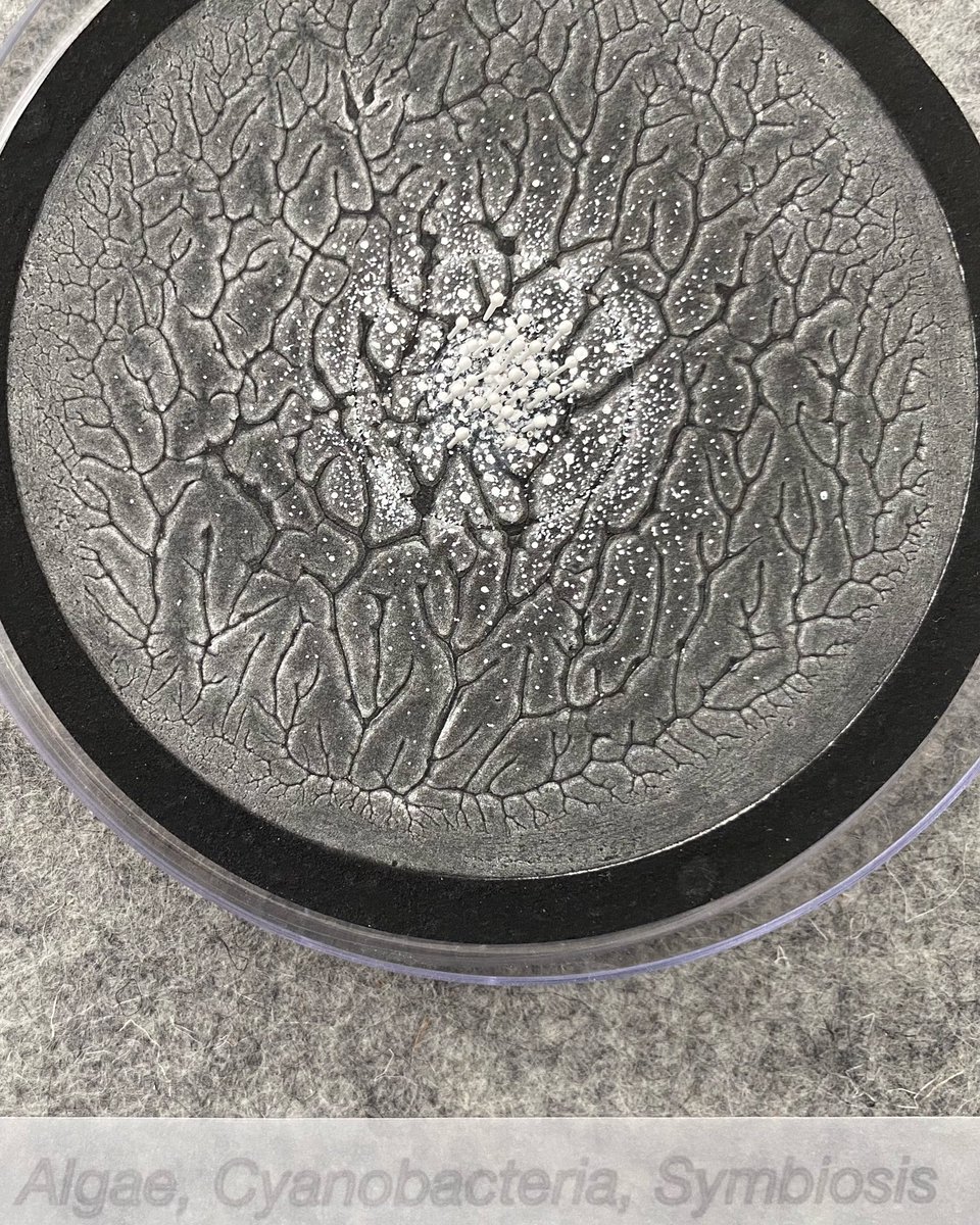 A glimpse of Annie Woodford’s collection The Language of Lichen currently exhibiting with us @GroundworkKL 

More of Annie’s exquisite work can be seen at Make Hauser &amp; Wirth Somerset. 
In their new exhibition Five Seasons opening today, until June 11th. 

#lichen