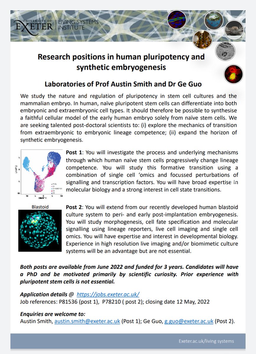 Gabi Ficz (@gabriellaficz) on Twitter photo Two postdoc positions available in the labs of Prof Austin Smith and Dr Ge Guo, to work in human pluripotency and synthetic embryogenesis (at the Living Systems Institute in Exeter). Highly recommended, please RT. Two postdoc positions available in the labs of Prof Austin Smith and Dr Ge Guo, to work in human pluripotency and synthetic embryogenesis (at the Living Systems Institute in Exeter). Highly recommended, please RT.