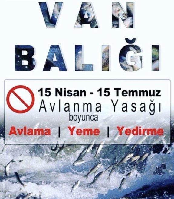 Dünyada tek olanVAN İNCİ BALIĞI’nı yemeyelim lütfen