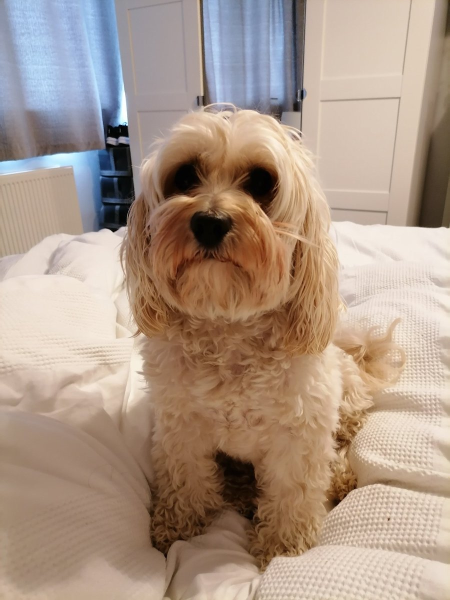 missbgerman's tweet photo. Look how cross he is that he's not allowed to eat a full sausage sandwich 😂😂 https://t.co/IMMlthbTld