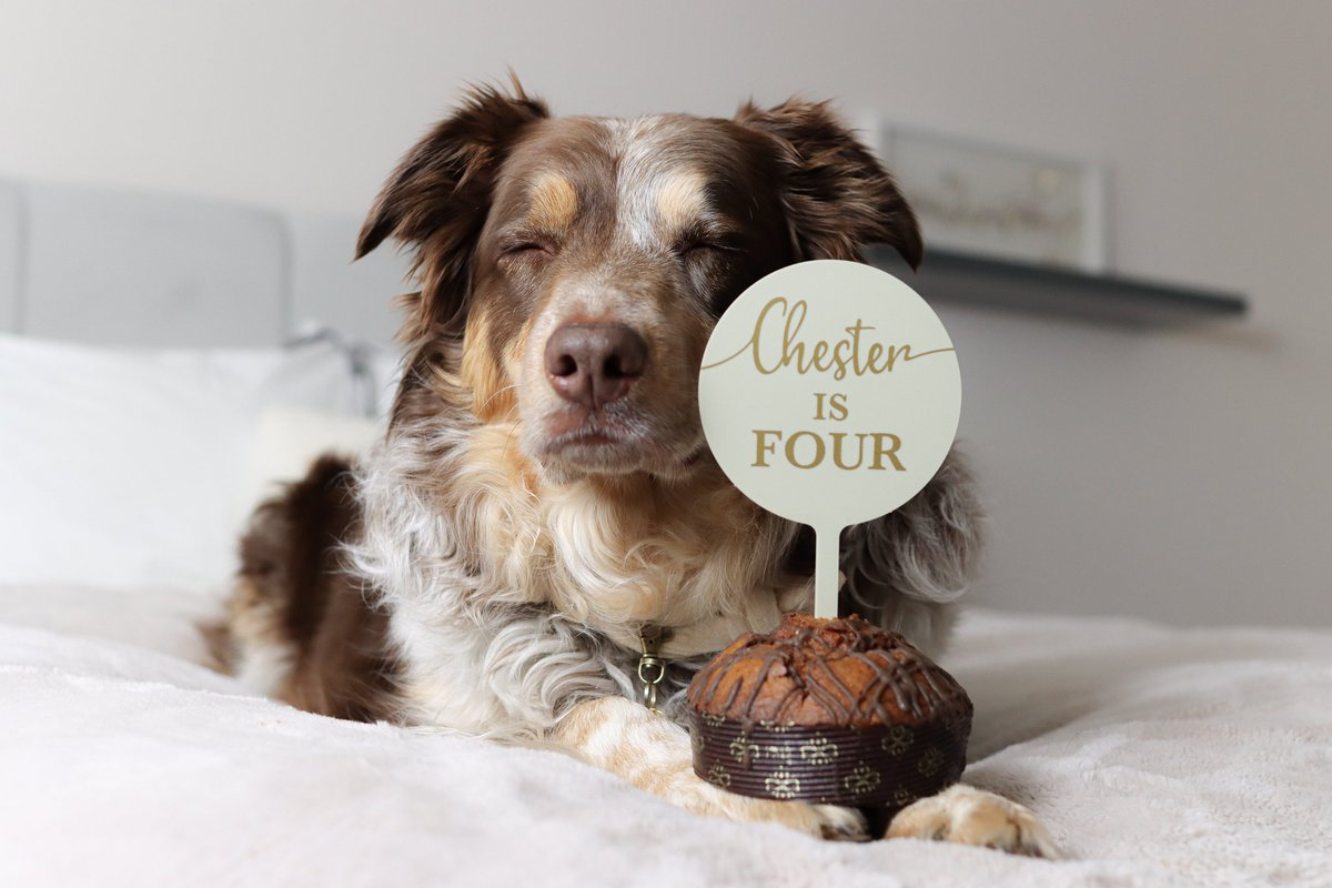 Chester & Crumble tweet media