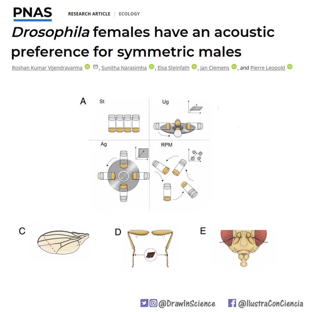 drawinscience's tweet photo. A few days ago, a new article where I created some illustrations was published @pnas. One of the things I like about working as a #scientific_illustrator, besides drawing or course, is being able to talk and learn about new topics. And this topic was particularly new to me https://t.co/O7pQvU3UTr