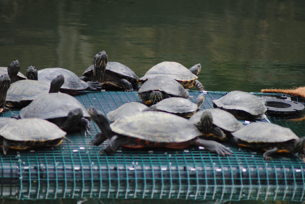 MrTrashWheel's tweet photo. From the man who rescued the python 🐍 from my mouth cave…Jack Cover from the National Aquarium helped mastermind and build a brand new project! My human friends at @WaterfrontPB and @NatlAquarium partnered to install Turtle Island in the #Baltimore harbor! 🐢 https://t.co/8GuZiABbaw