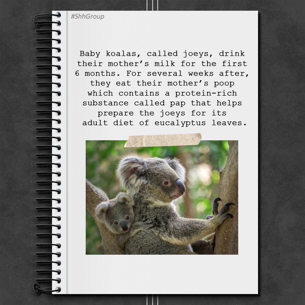 Shh_group's tweet photo. 🤢 Aren’t you glad you’re not a baby koala? 🐨🤣
#ShhGroup #FunFactFriday # #AnimalFunFacts https://t.co/8nU4jHNu6f