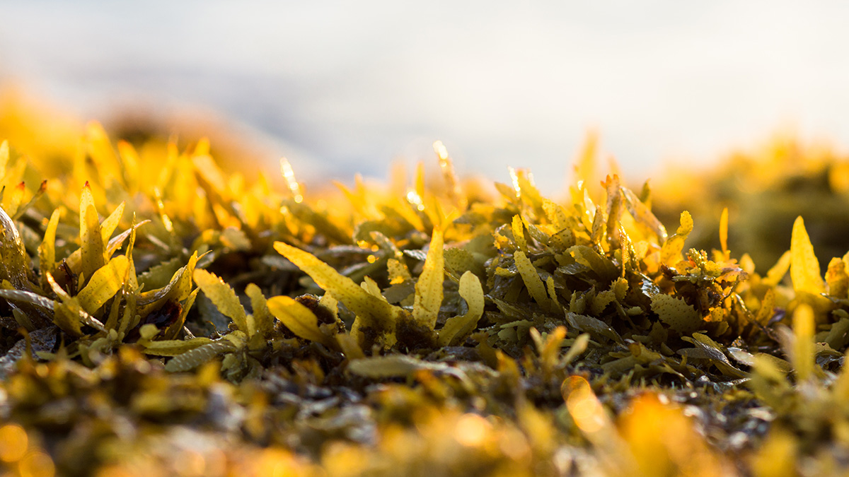 During the summer #seaweed washes up along beaches throughout Florida. #Sargassum is not a pretty picture but it is natural &amp; not harmful. #DelrayBeach "turns over" the seaweed each day. It is an ecological way to help prevent #BeachErosion &amp; return the seaweed to the ocean.