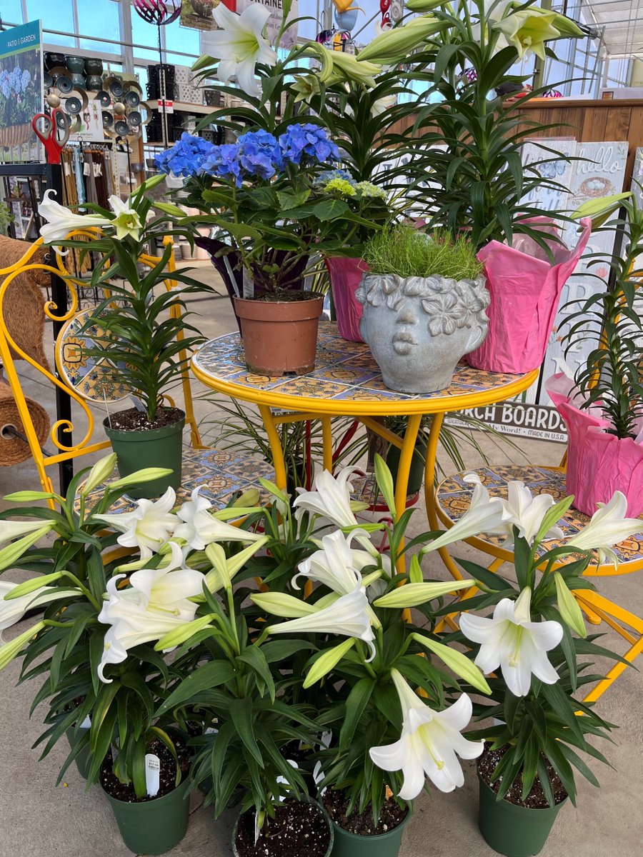 Master_Nursery's tweet photo. Nature's Corner is a beautiful garden center in Holland, Ohio. They have prepared well for the spring season, and the beauty is plentiful! 🐝🌷🐥 #happyplace #behappy #IGC #colorsells #bluesky #bumpercrop #MNprivatelabel https://t.co/yY3RJrSezr 📸: @jllittlefield20 https://t.co/kuA1F7Z6CM